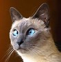 Image result for Derp Cat Water