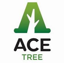 Image result for acetree�a