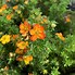 Image result for Potentilla fruticosa Bella Sol