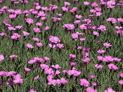 Image result for Dianthus gratianopolitanus Blauigel