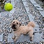 Image result for Beautiful Dogs with Balls
