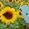 Image result for iPhone 11 Blue RX