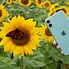 Image result for A Cheap iPhone 11 Blue