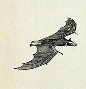 Image result for Cute Bat Clip Art
