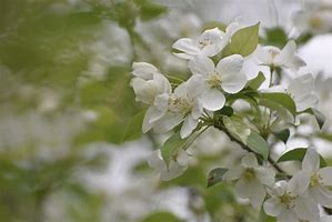 Image result for Russian Crab Apple