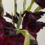 Image result for Gladiolus Chocolate