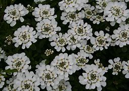 Image result for White Spring Flowers Blooming Right Now