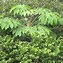 Image result for Tetrapanax papyrifera Rex