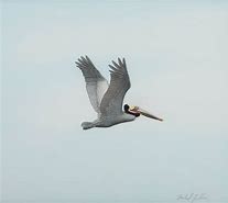 Image result for Pelican Flying