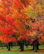 Image result for Sugar Maple Tree Fall Colors