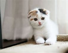 Image result for Scottish Fold Calico Cat