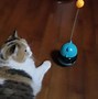 Image result for Wobble Dog Toy