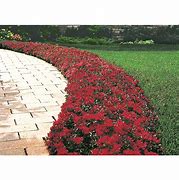 Image result for Ground Cover with Red Flowers and Veins