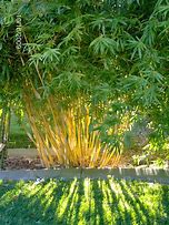 Image result for bamboo plants