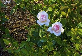 Image result for Betty White Hybrid Tea Rose