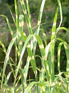 Image result for Miscanthus sinensis Zebrinus