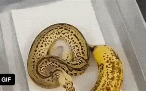Image result for Banana Snake Meme