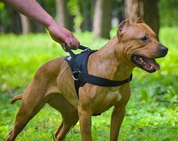 Image result for Dog Harness with Handle