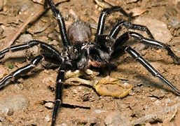 Image result for Sydney Funnel-Web Spider