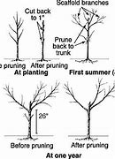 Image result for Dwarf Fruit Trees Peach
