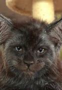Image result for Human-Looking Cat Meme
