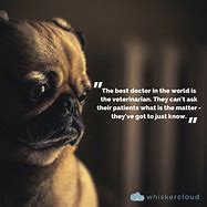 Image result for Veterinary Quotes