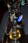 Image result for Cat Smoking a Blunt