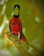 Image result for Topaza Trochilidae