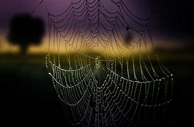 Image result for Spider Web Aesthetic