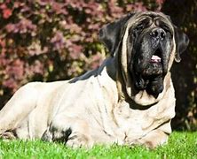 Image result for Biggest English Mastiff