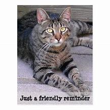 Image result for Friendly Reminder Cat