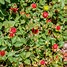 Image result for Indian Strawberry