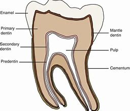 Image result for Circumpulpal Dentin