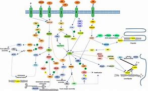 Image result for actin�metrp