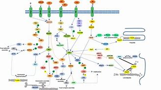 Image result for actin�grafp