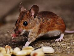 Image result for Funny Cute Mouse Drawings