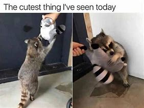 Image result for Funny Animal Memes 2020