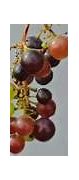 Image result for Grape Black Rot