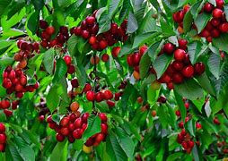 Image result for Dwarf Fruit Trees Zone 5