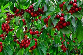 Image result for Growing Dwarf Fruit Trees