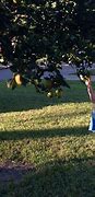 Image result for Lemon Lime Orange Tree