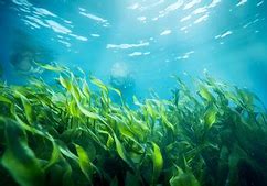 Image result for Lovely Deep Sea Background