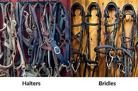 Image result for Horse Bridle vs Halter