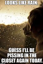 Image result for Dog Rain Meme