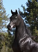 Image result for Black Arabian Horse