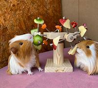 Image result for Petco Guinea Pig Toys