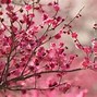 Image result for Pink Computer Monitor Stand Flowers