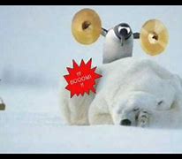 Image result for Penguin and Polar Bear Meme