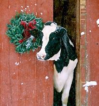 Image result for Christmas Cow Meme