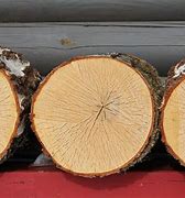 Image result for Maple Wood Types